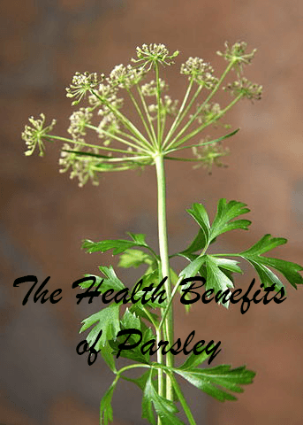 The Health Benefits of Parsley