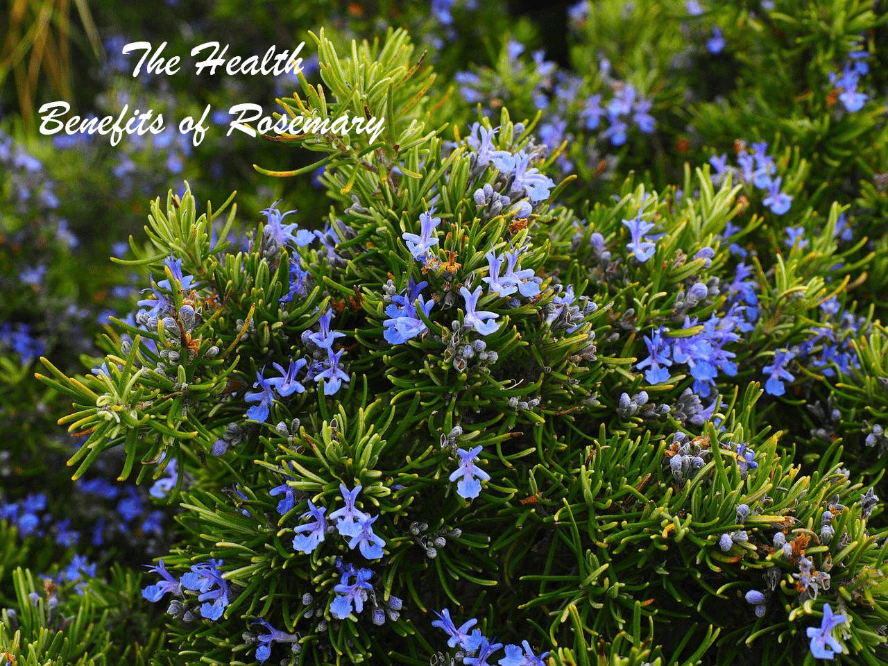 The Health Benefits of Rosemary